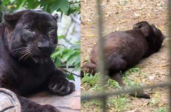Obese Black Panther at Malaysian Zoo sparks public curiosity, online debate