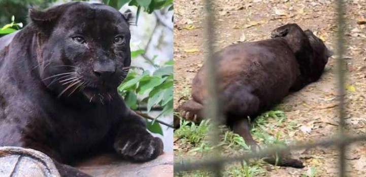 Obese Black Panther at Malaysian Zoo sparks public curiosity, onl ..