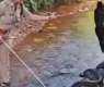 Indian forest officer captures 18-foot king cobra in Kerala state