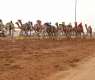At least 1,000 camels compete in Sharjah Ruler’s race for young calves