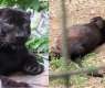 Obese Black Panther at Malaysian Zoo sparks public curiosity, online debate