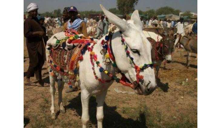 Pakistan’s largest donkey market opens in Badin