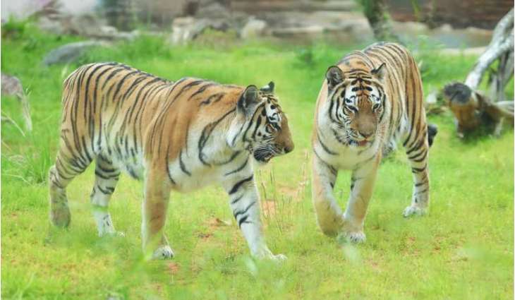 Al Ain Zoo celebrates International Tiger Day to promote biodiversity