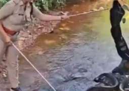 Indian forest officer captures 18-foot king cobra in Kerala state