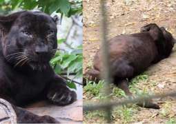 Obese Black Panther at Malaysian Zoo sparks public curiosity, online debate