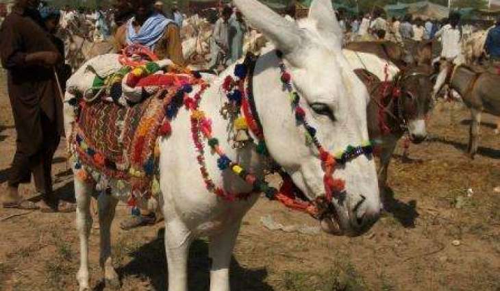 Pakistan’s largest donkey market opens in Badin