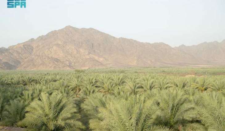 Madinah’s Palm Trees Anchor Agricultural Sustainability and Heritage