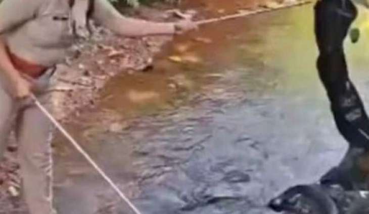 Indian forest officer captures 18-foot king cobra in Kerala state