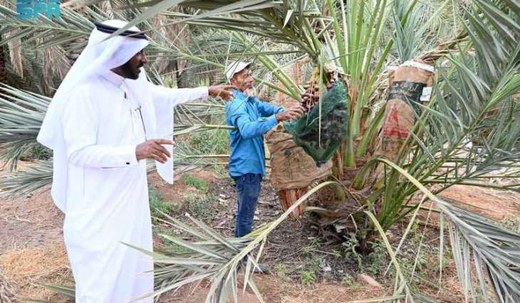 ‘Tukmeem’: Madinah Farmers Preserve Ripening Dates with Time-Honored Technique