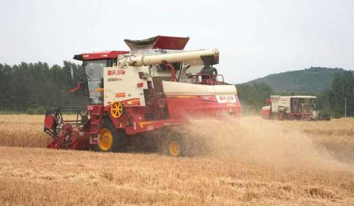 China harvests 149 million tonnes of summer grain in 2025