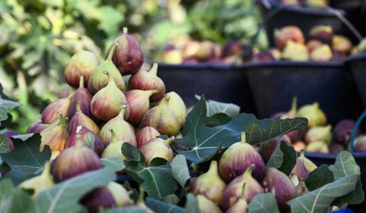 Qassim’s Fig Cultivation Thrives as Growing Pillar of Food Security