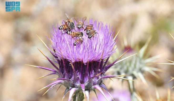 Aseer's Diverse Blossoms Create Distinctive Honey Flavors Year Round