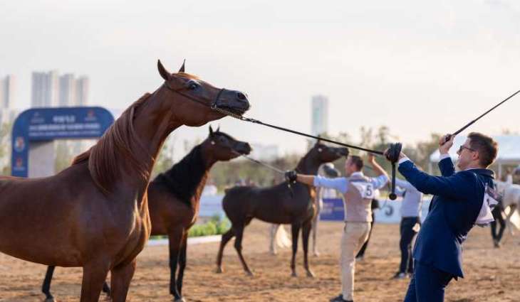 ختام مميز لكأس الإمارات العالمي لجمال الخيل العربية في الصين