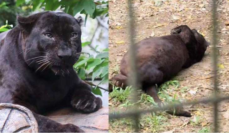 Obese Black Panther at Malaysian Zoo sparks public curiosity, online debate