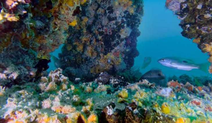 ‘DUBAI REEF’ supports marine life, ecosystem growth in Dubai's waters