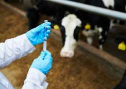 Australia develops world-first foot and mouth vaccine to protect livestock