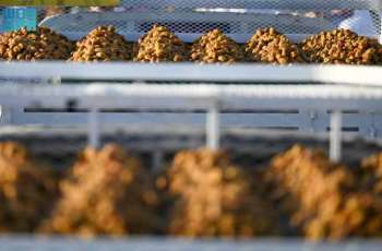 Buraidah Dates Carnival Highlights Leadership’s Support for Agricultural Sector