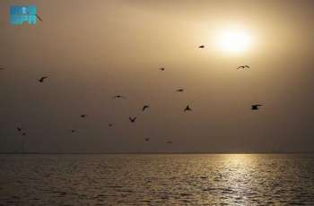 Fish-Hunting Birds Attract Visitors to Jeddah’s Beaches