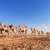 Egypt hosts first preliminary camel race