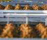 Buraidah Dates Carnival Highlights Leadership’s Support for Agricultural Sector