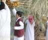 Fifth Youth Date Palm Harvest Season Launched in Qassim