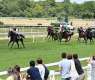 43 horses compete in Wathba Stallions races at Mont-de-Marsan Racecourse tomorrow in France