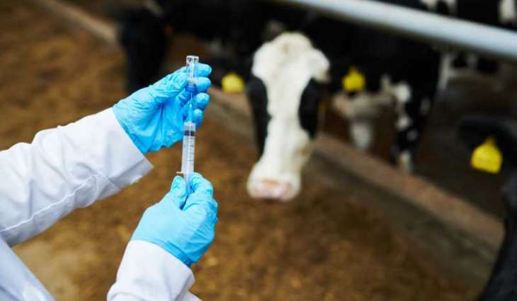 Australia develops world-first foot and mouth vaccine to protect livestock