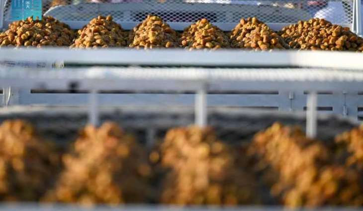 Buraidah Dates Carnival: A Productive Environment Empowering a New Generation of Entrepreneurs