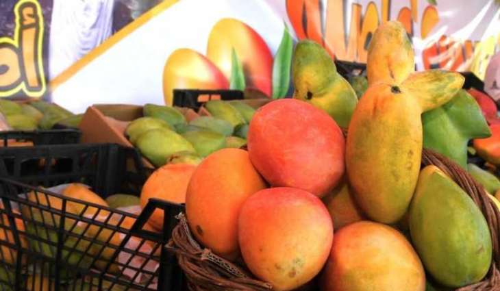الذهب الأخضر.. رافد اقتصادي يعزز الزراعة المصرية