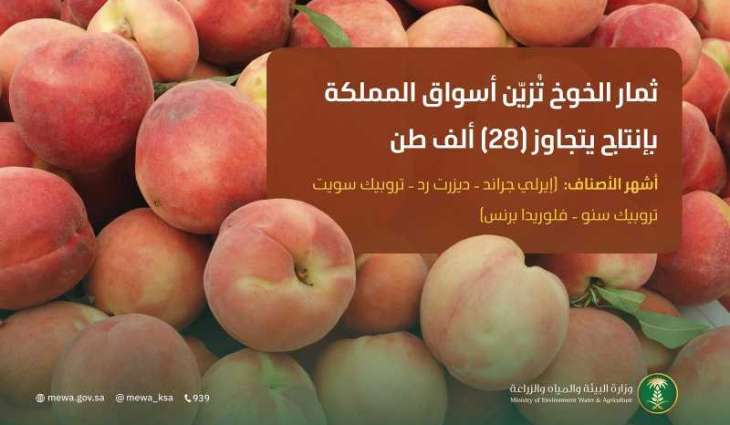 ثمار الخوخ تُزيّن أسواق المملكة وإنتاجها المحلي يتجاوز (28) ألف طن