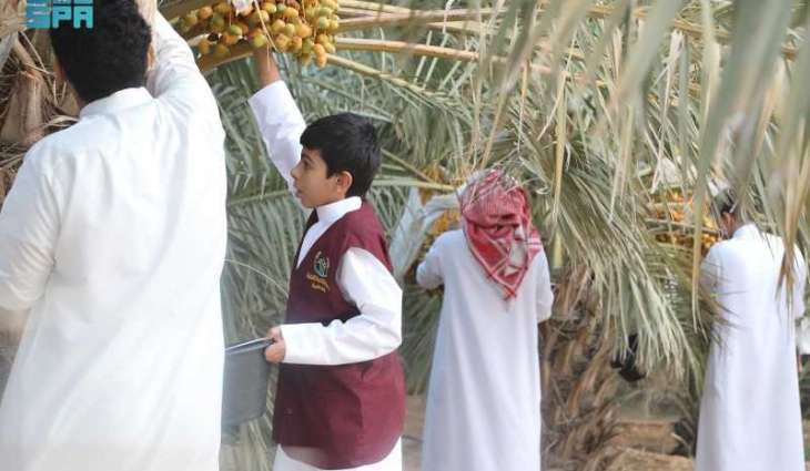 Fifth Youth Date Palm Harvest Season Launched in Qassim