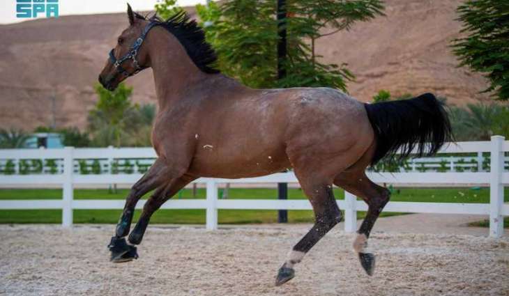 Equestrianism Thrives in Jazan, Reinforces National Identity