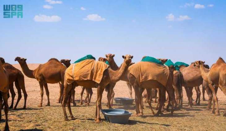 هيئة تطوير محمية الملك عبدالعزيز الملكية تمنع الرعي داخل حدود المحمية