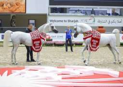 Sharjah Equestrian & Racing Club organises 19th Sharjah International Arabian Horse Festival – Straight Egyptian Lineage
