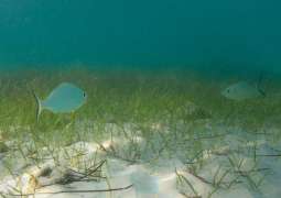 Environment Agency – Abu Dhabi partners with TotalEnergies to launch seagrass restoration programme