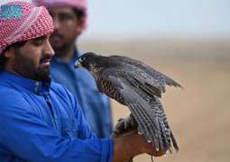 موسم الصقور في جازان.. إرثٌ متجددٌ يحفظ الهوية ويعزز الاقتصاد