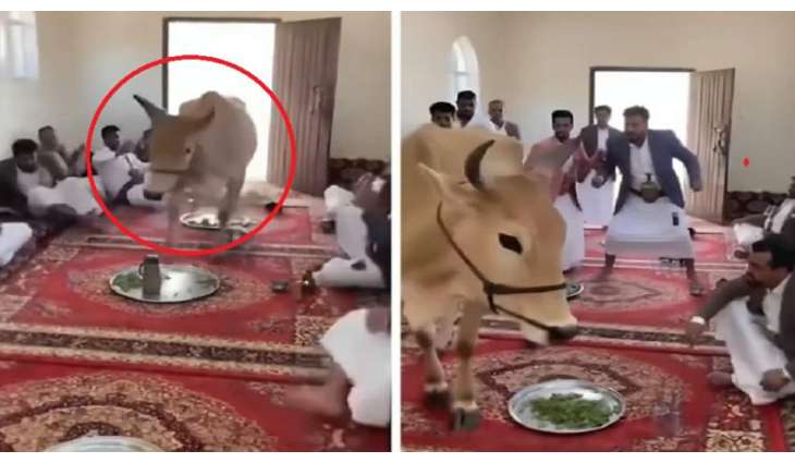 بقرة تقتحم مجلس مجموعة من الیمنیین أثناء الجلسة