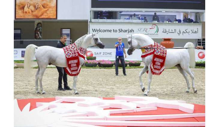 Sharjah Equestrian & Racing Club organises 19th Sharjah International Arabian Horse Festival – Straight Egyptian Lineage