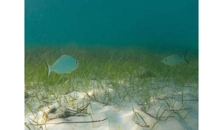 Environment Agency – Abu Dhabi partners with TotalEnergies to launch seagrass restoration programme