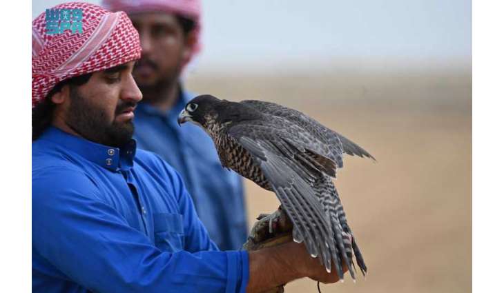 موسم الصقور في جازان.. إرثٌ متجددٌ يحفظ الهوية ويعزز الاقتصاد