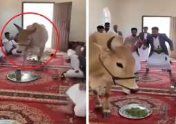 بقرة تقتحم مجلس مجموعة من الیمنیین أثناء الجلسة