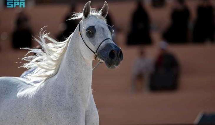 Hail to Host Fourth International Arabian Horse Show in November