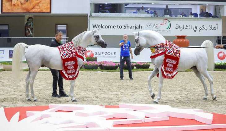 Sharjah Equestrian & Racing Club organises 19th Sharjah International Arabian Horse Festival – Straight Egyptian Lineage