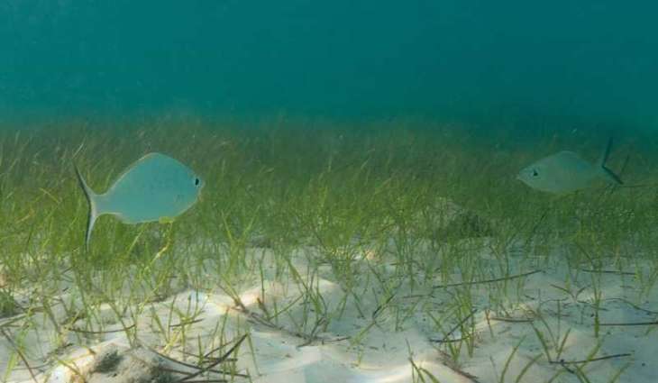 Environment Agency – Abu Dhabi partners with TotalEnergies to launch seagrass restoration programme