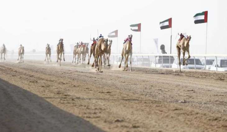 Third Dhafra Camel Racing Festival to feature 100 races