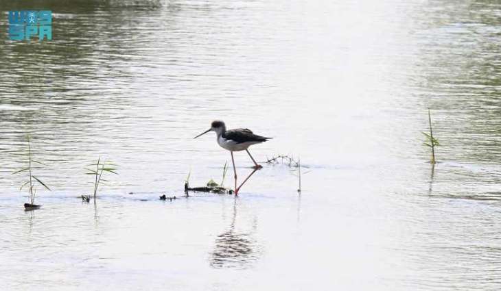 Madinah Authority Promotes Ecotourism by Highlighting Region's Rich Bird Diversity