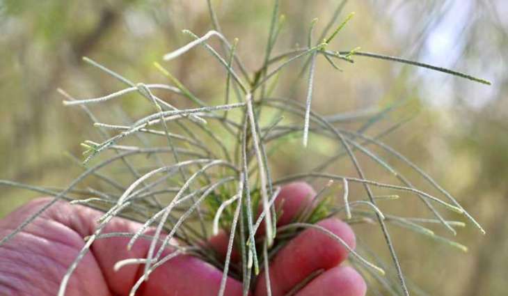 Tamarisk: Resilient Heritage Tree Combats Desertification in Saudi Arabia