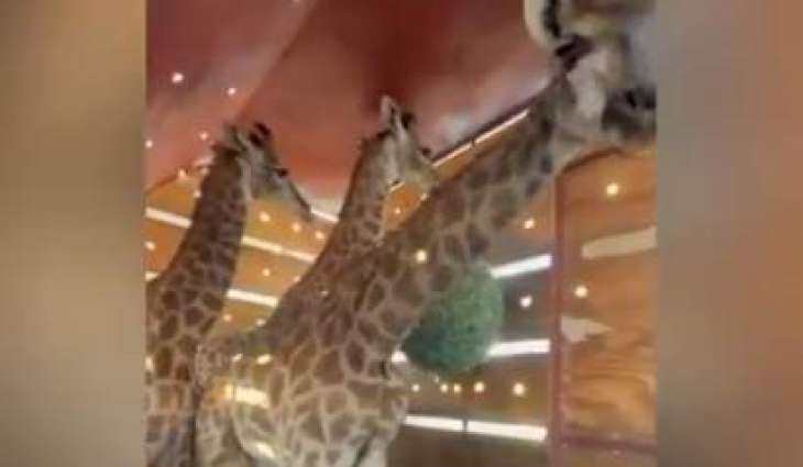 Giraffes return to Lahore Safari Park after eight years, bring joy to children, families