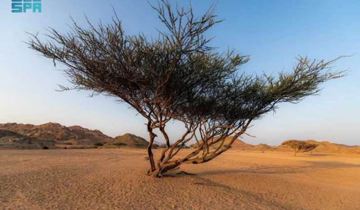 شجر السَّمُر في محافظة الوجه.. لوحة متجددة تستقطب الهواة وعشاق الطبيعة البرية