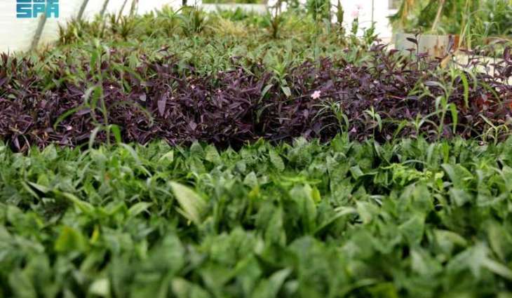 Al-Ahsa Municipality Doubles Central Nursery Production to Two Million Flower Seedlings Annually